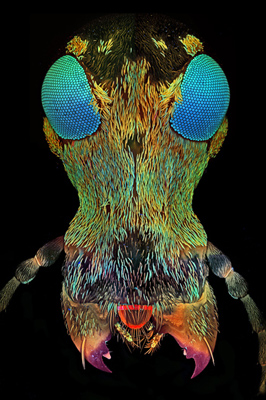 Platystomos albinus